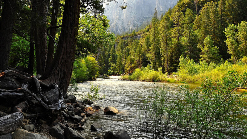 River in Forest Valley — Green, Serene, Afternoon