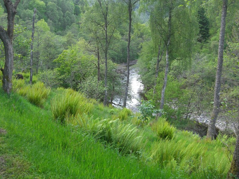 River in Forest Valley — Green, Serene, Morning, Photograph, Trees, Ferns