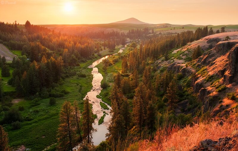River in Forest Valley — Orange