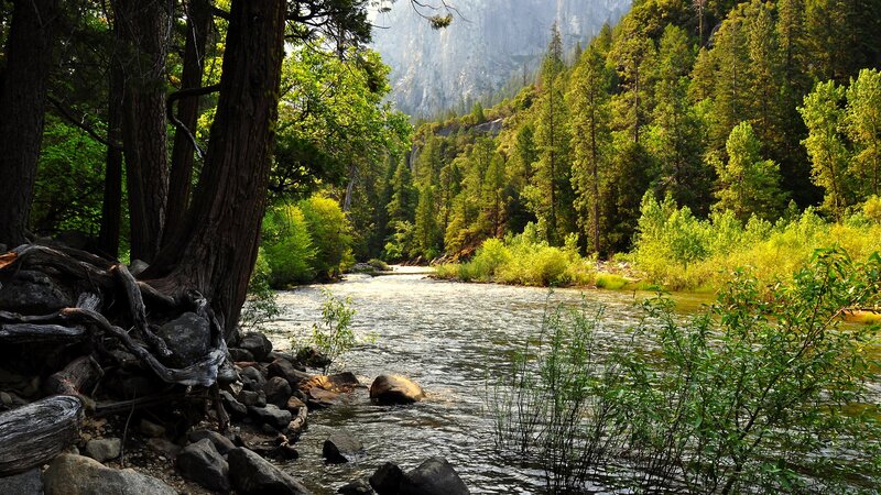 River in Forest Valley — Rocks