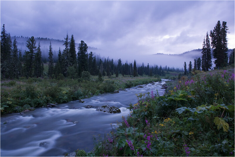 River in Forest Valley