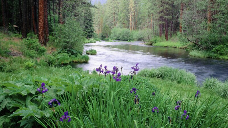 River in forest with purple flowers