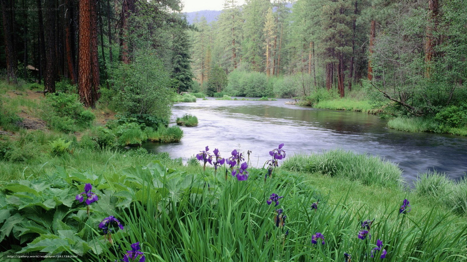 River in forest with purple flowers
