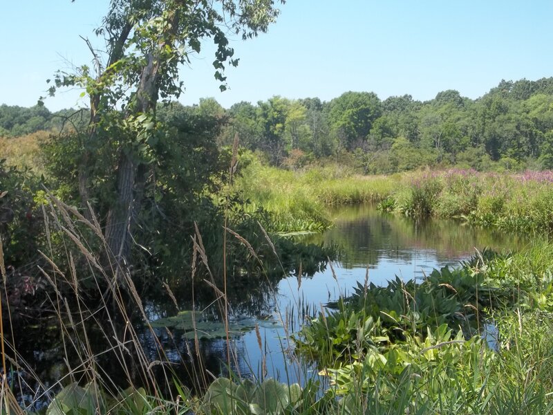 River in Forested Area — Green