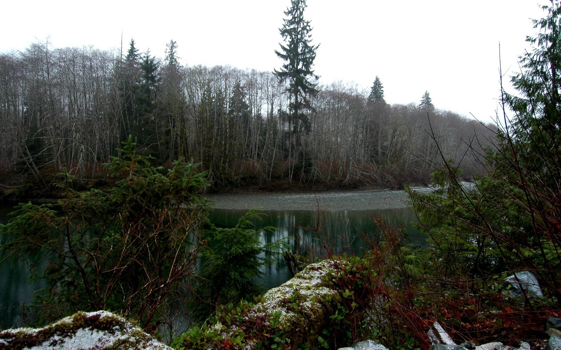 River in forested area