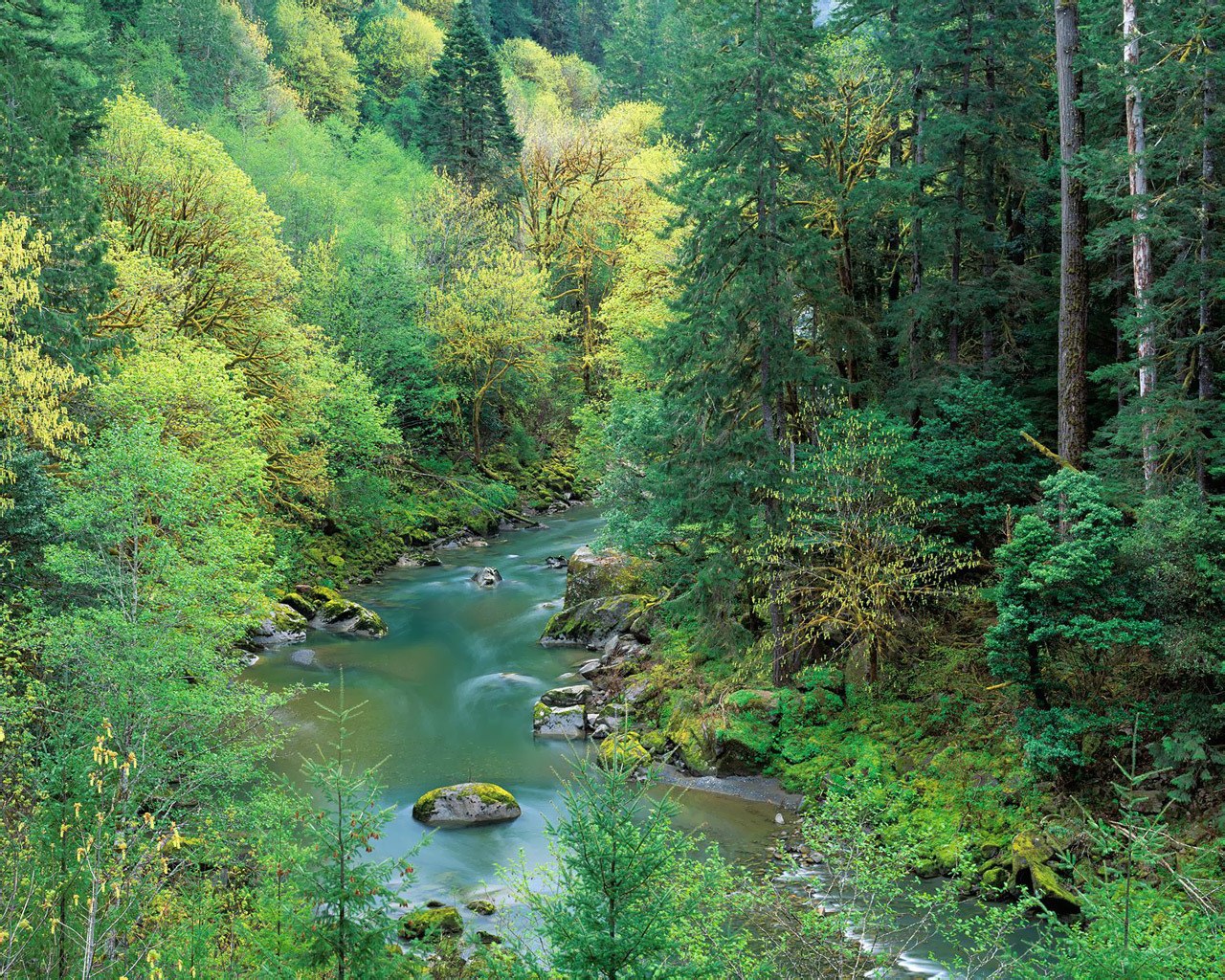 river in forested canyon