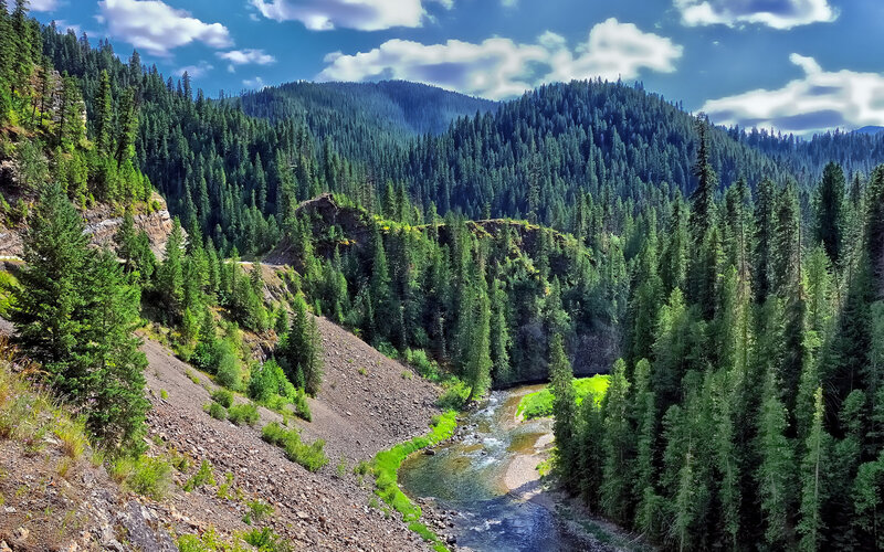 River in Forested Canyon — Green, Serene, Afternoon
