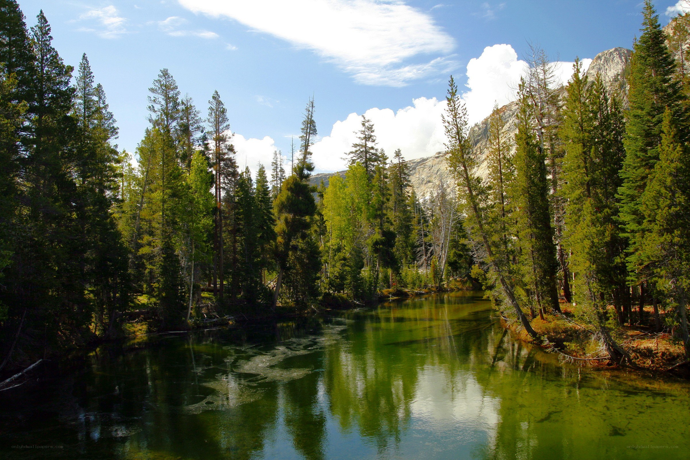 River in forested mountain valley
