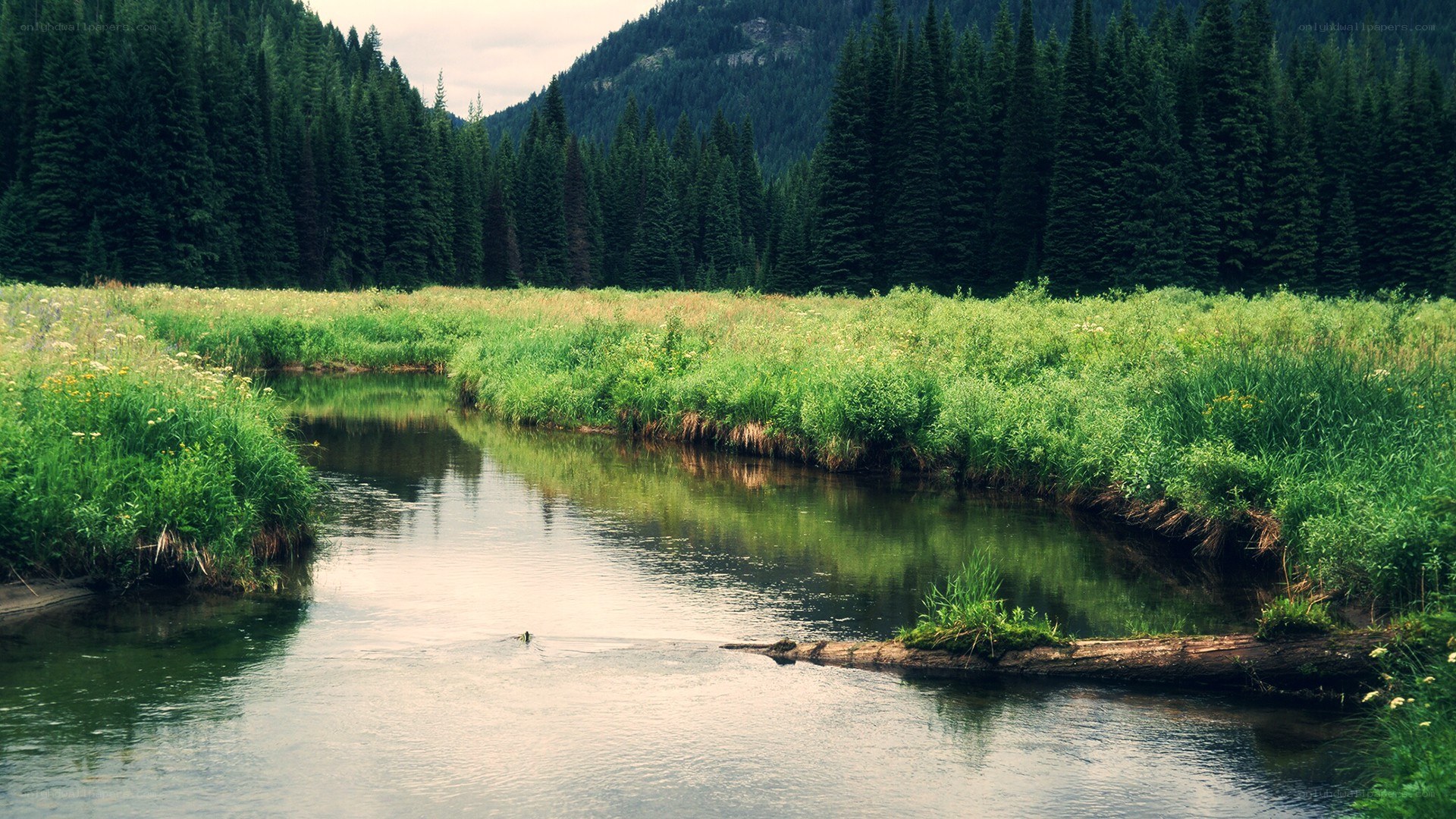 River in forested valley