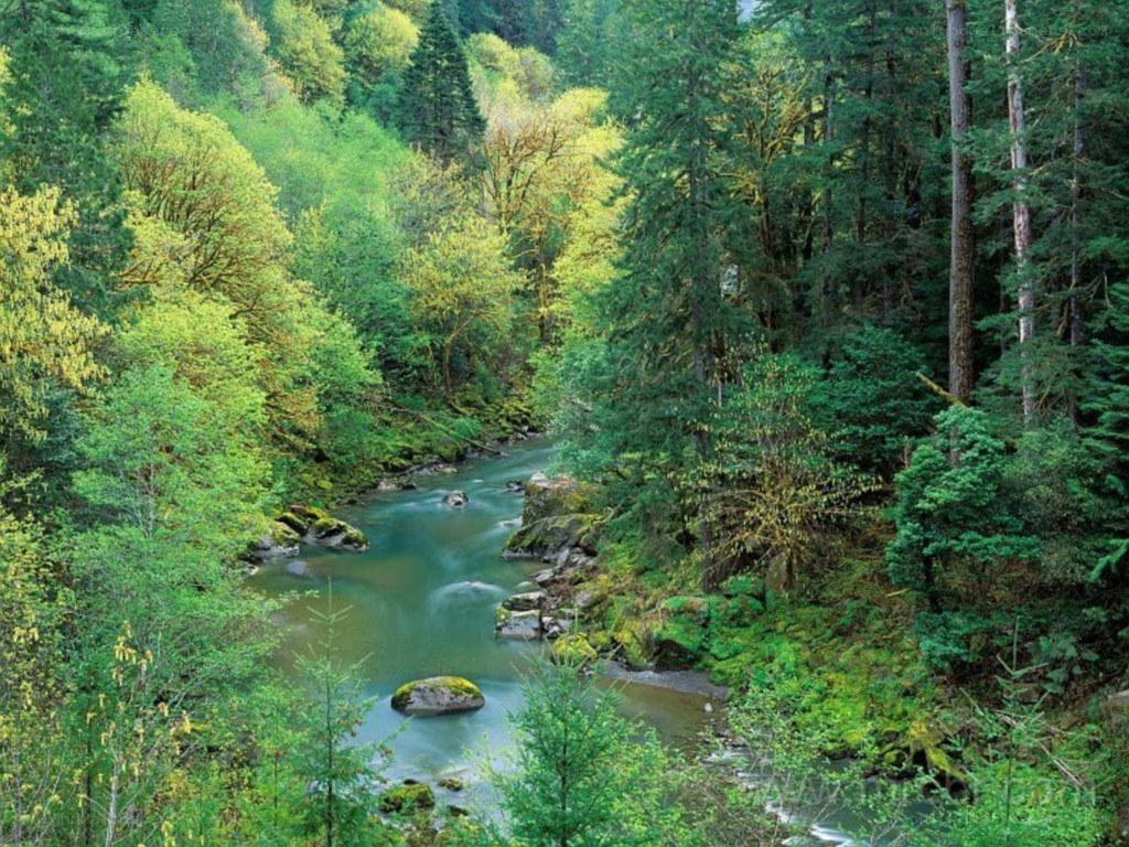 river in forested valley