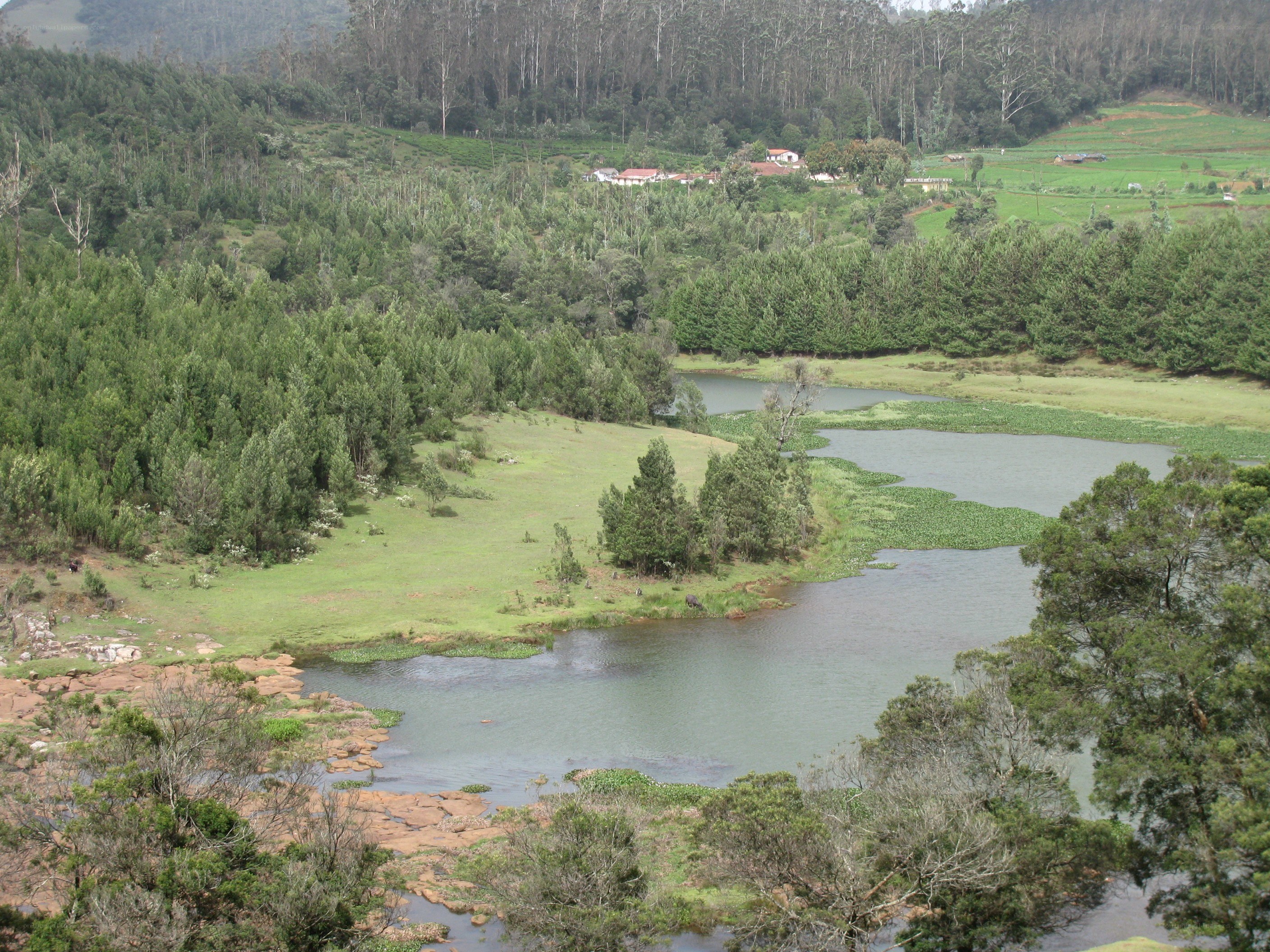 river in forested valley