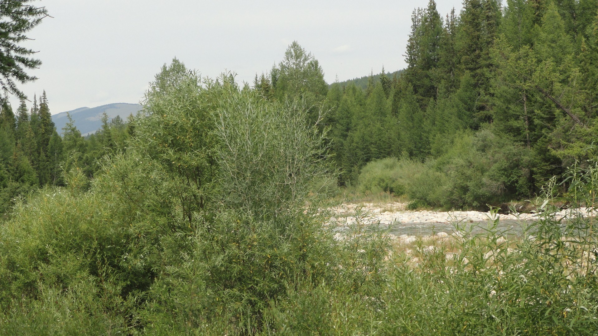 river in forested valley