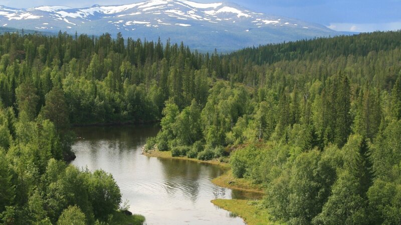 River in Forested Valley — Green, Serene, Summer, Photograph