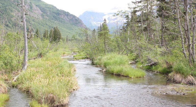 River in Forested Valley — Green, Serene, Summer