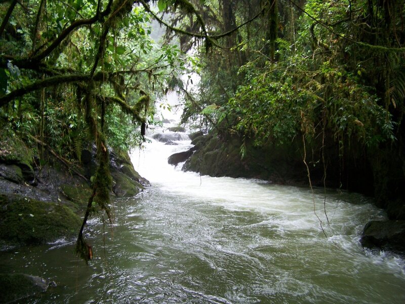 River in Jungle — Green, Lush