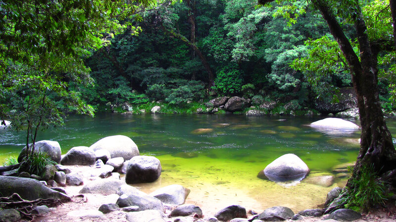river in lush forest