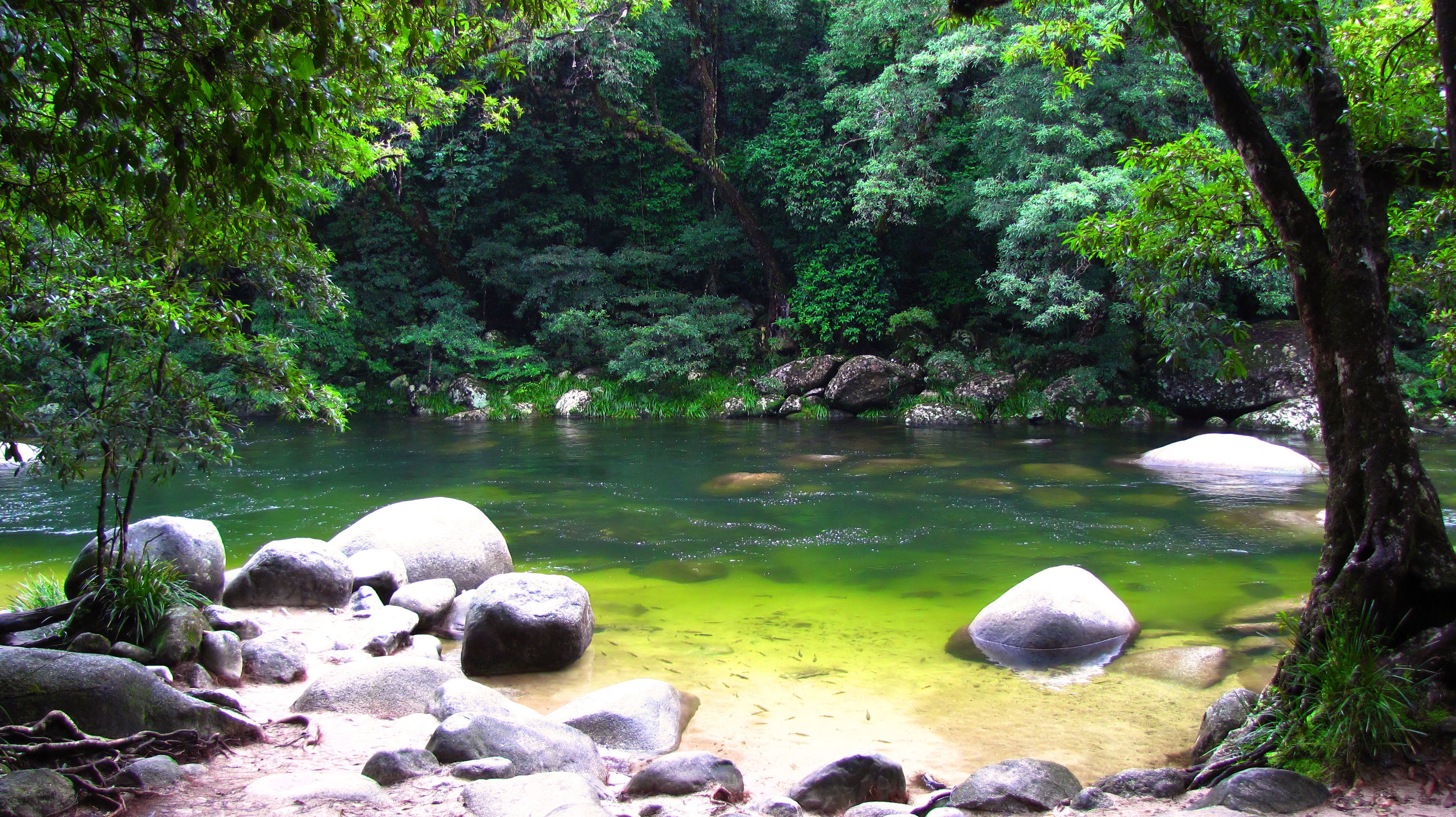 river in lush forest