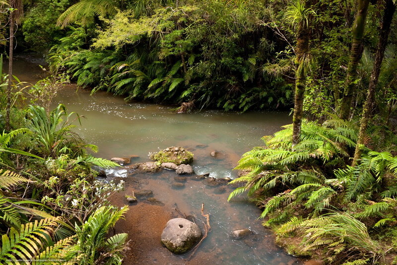 River in lush forest
