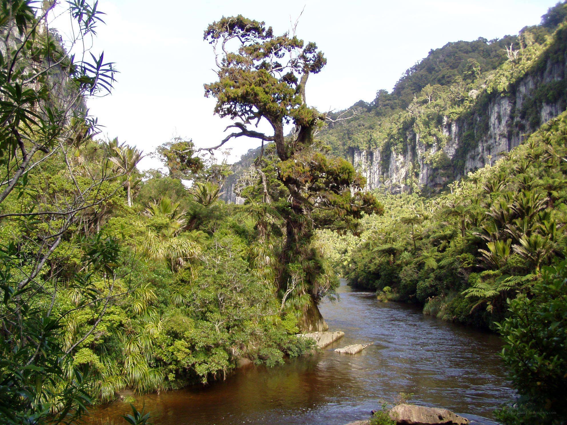 River in lush forest valley