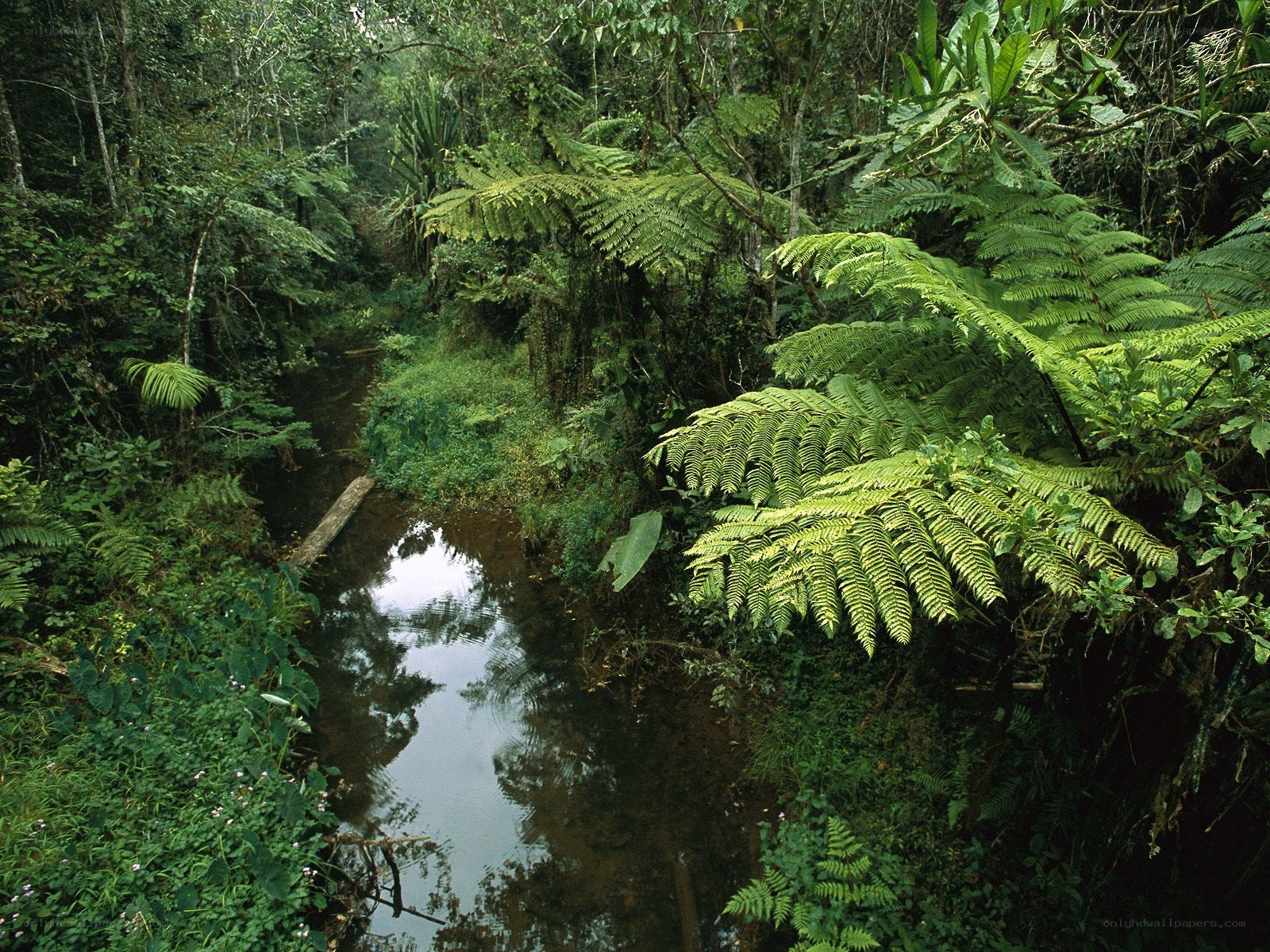 River in lush rainforest