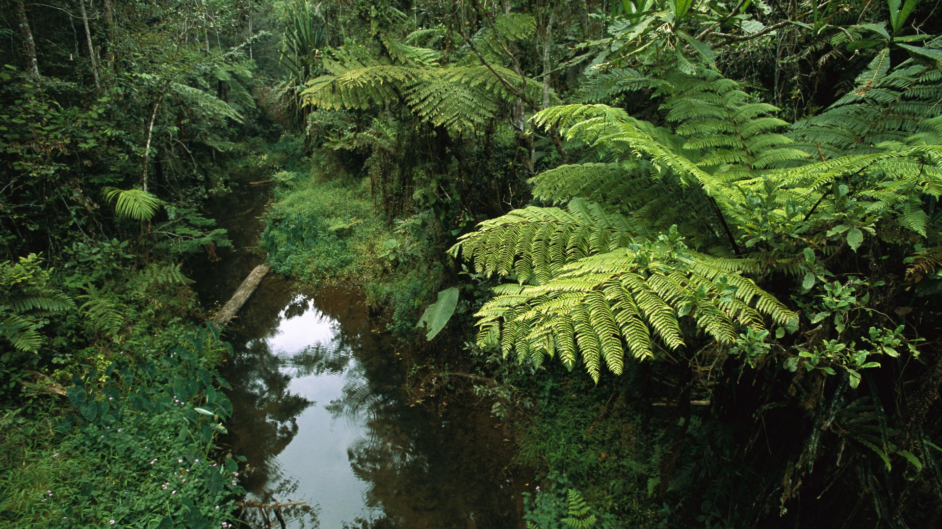 River in lush rainforest