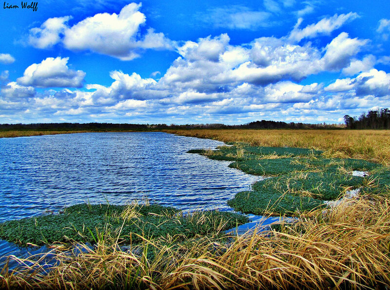 River in Marshland — Blue, Serene