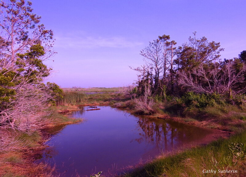 River in Marshland — Purple
