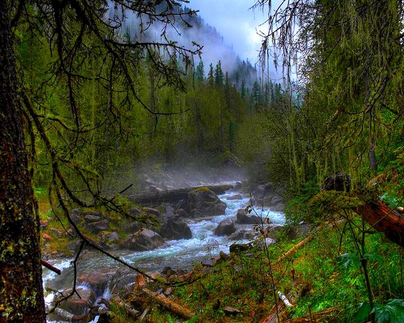 river in misty forest