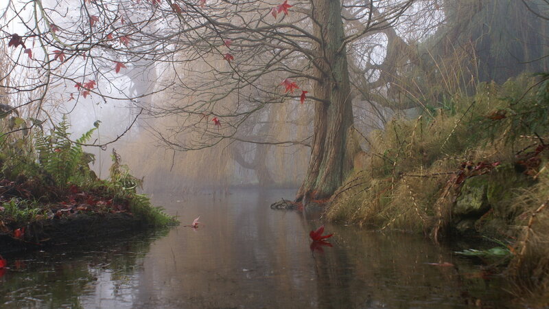 River in Misty Forest — Brown