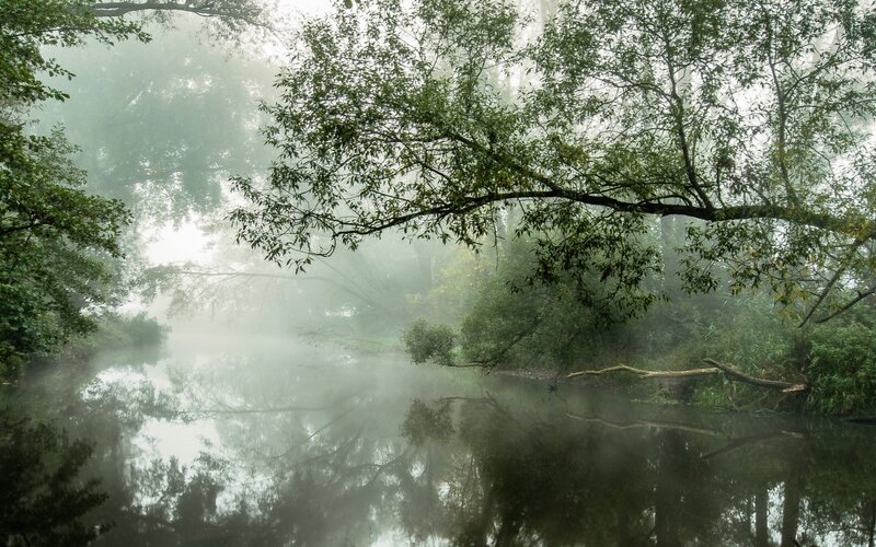 River in Misty Forest — Green, Morning
