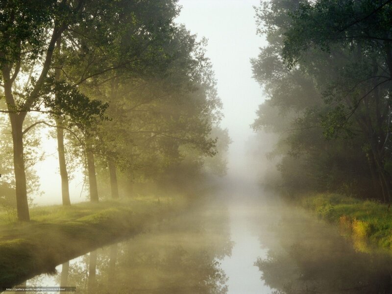River in Misty Forest — Green, Serene, Morning