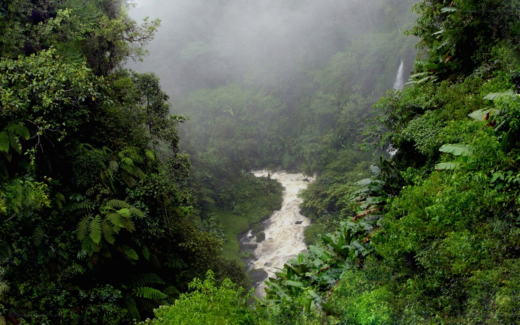river in misty jungle