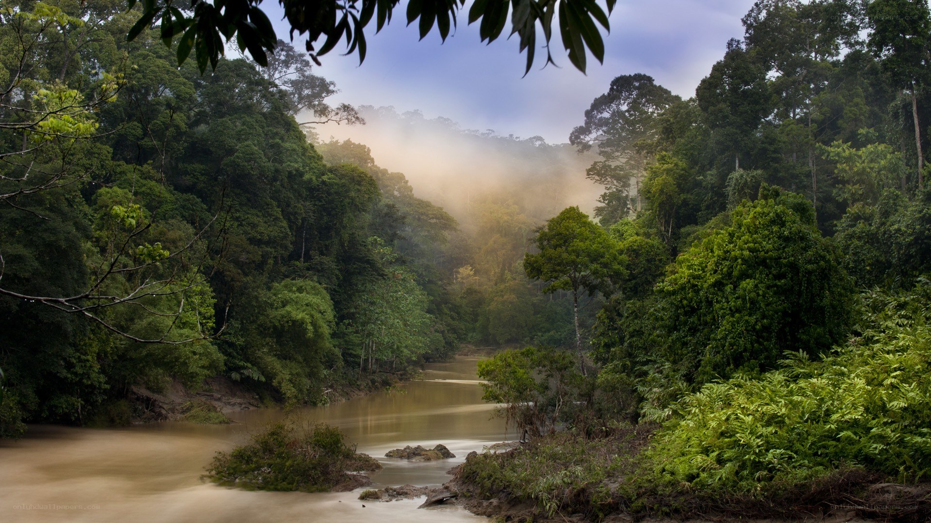River in misty rainforest