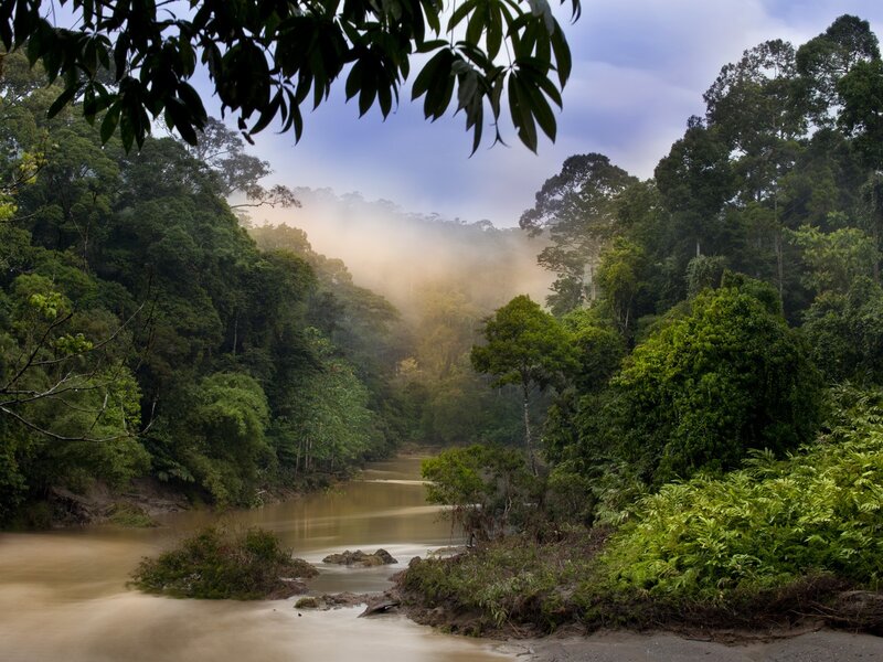 River in misty rainforest
