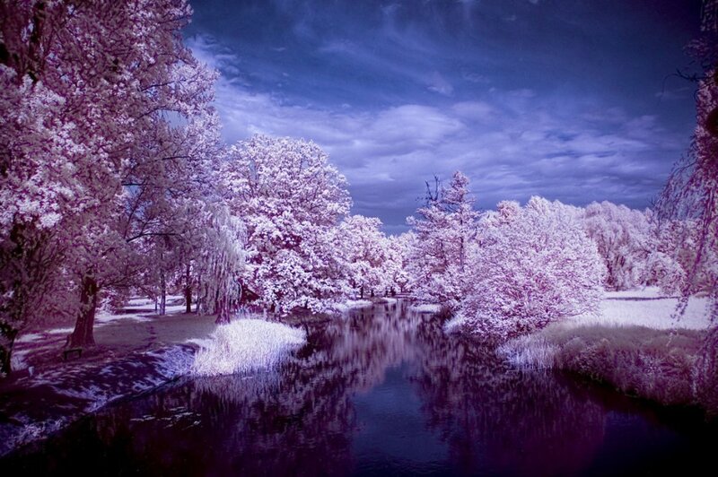 River in Park — Purple