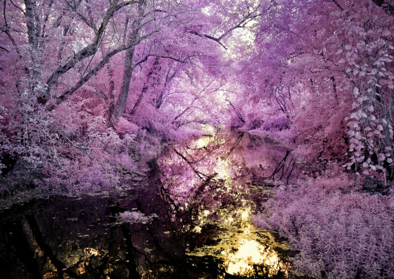River in Purple Forest — Serene