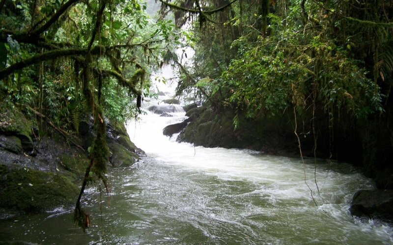 River in Rainforest — Green, Lush