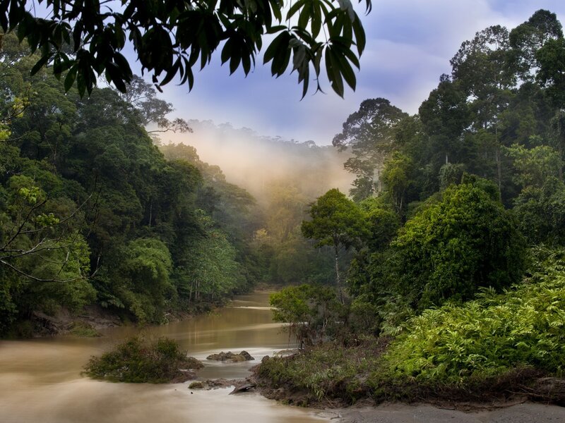 River in Rainforest — Green, Serene, Morning, Photograph