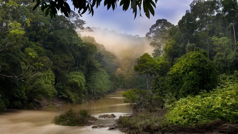 River in Rainforest — Green, Serene, Morning
