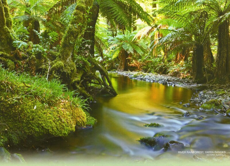 River in Rainforest — Green