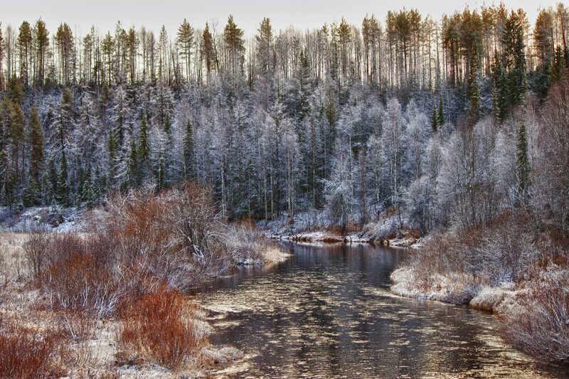 River in Snowy Forest — Brown