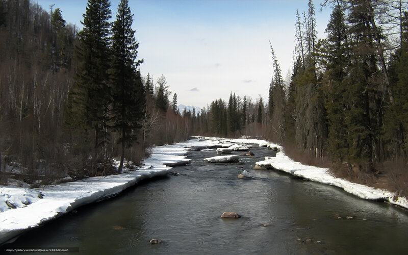 River in snowy forest
