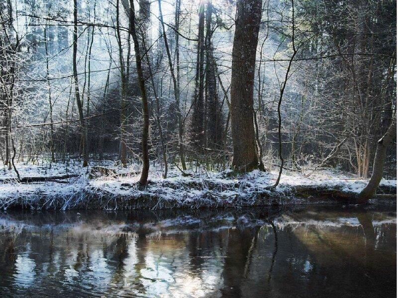 River in Snowy Forest — White, Serene, Winter, Photograph, Trees, Snow, Brown