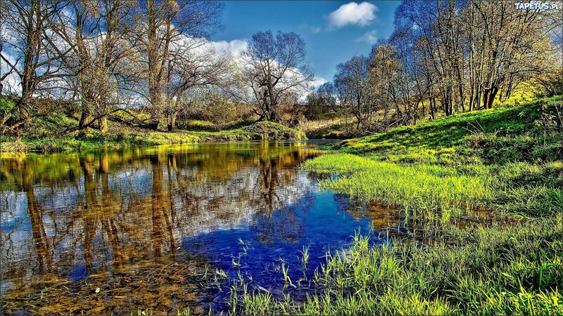 River in Spring Forest — Green, Serene