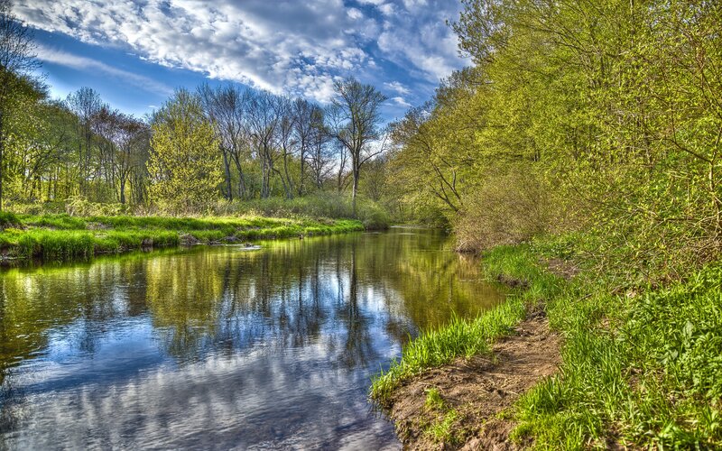 River in spring forest