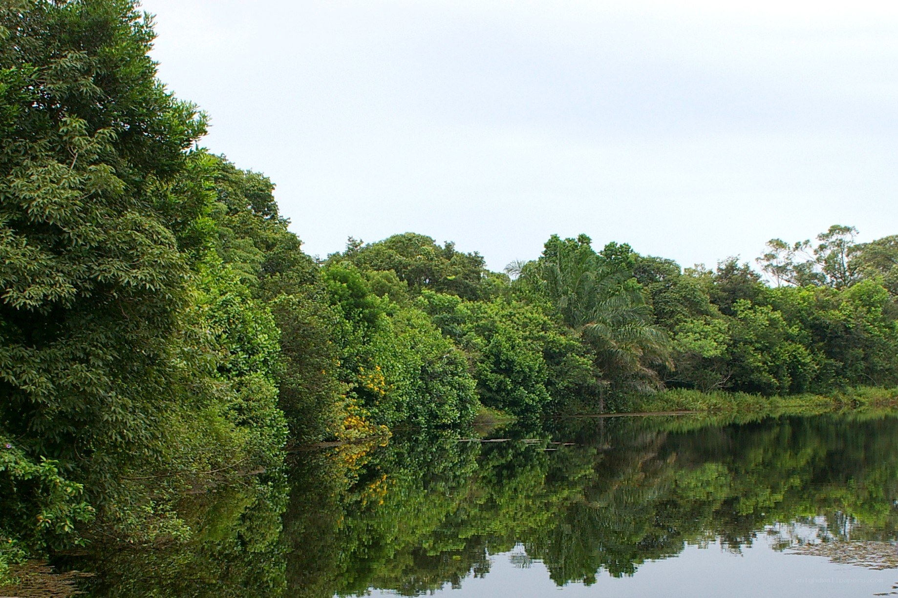 River in tropical forest