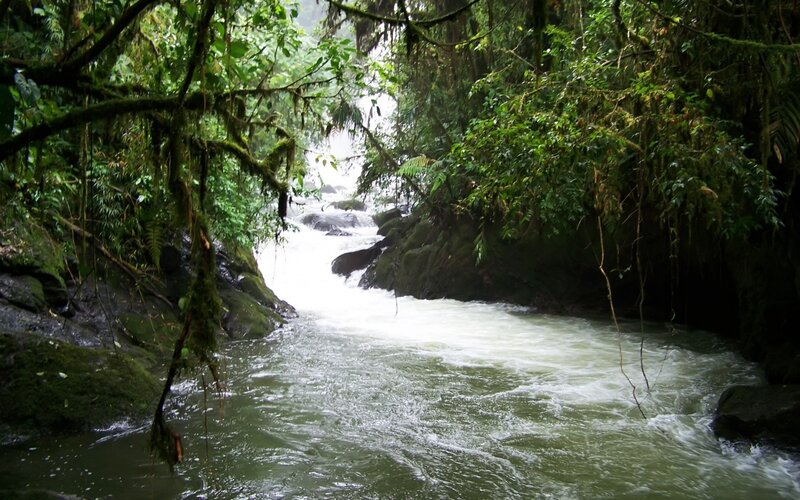 river in tropical forest
