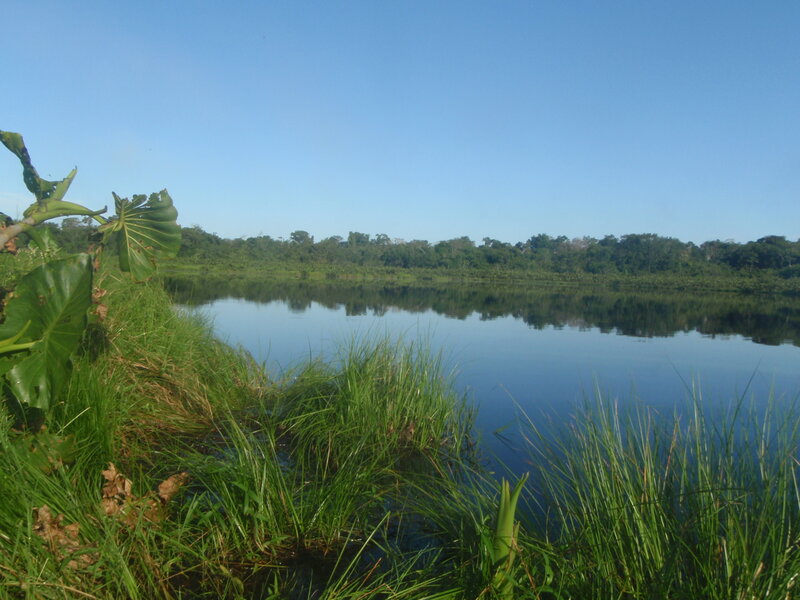 River in tropical forest