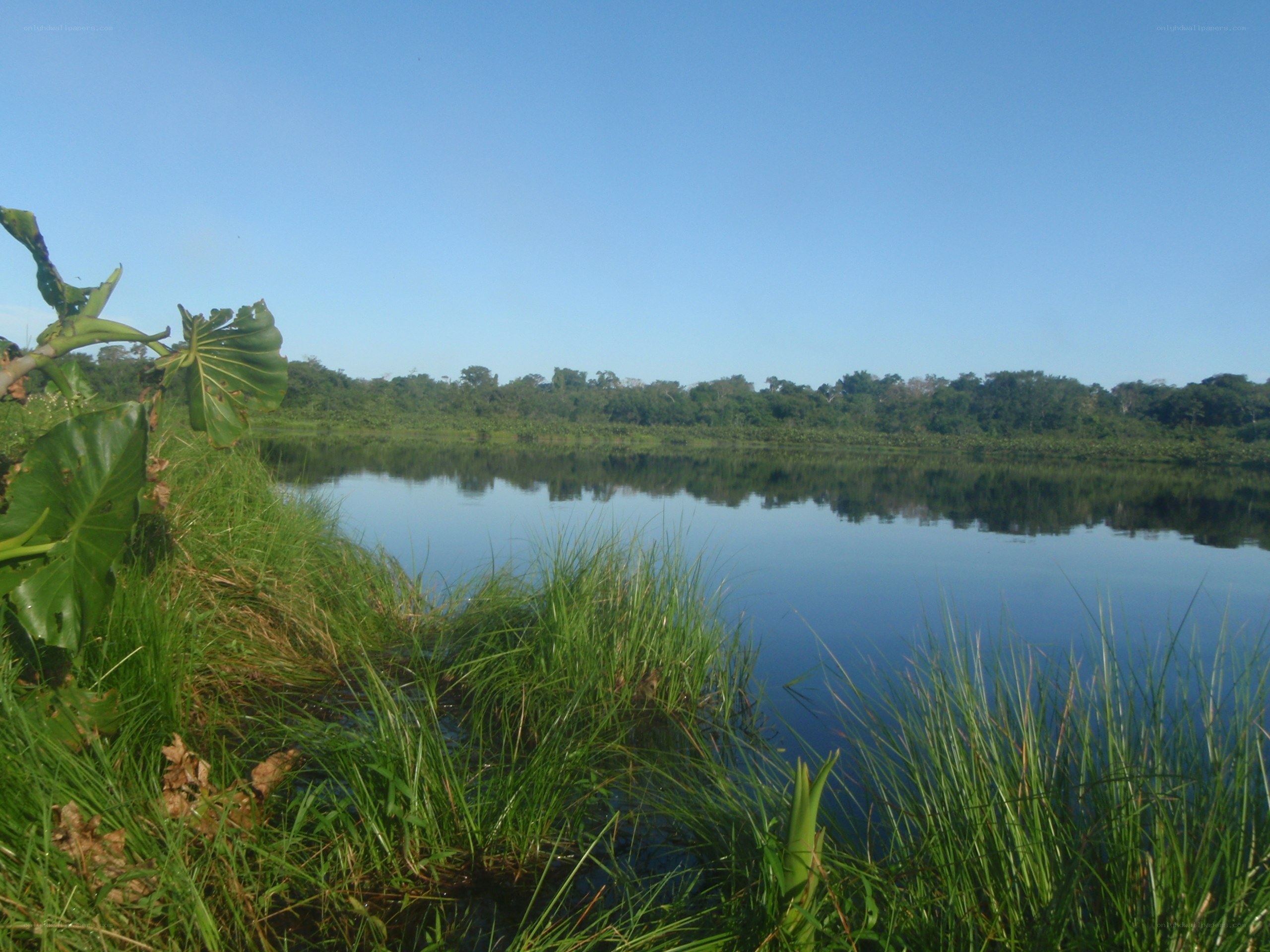 River in tropical forest