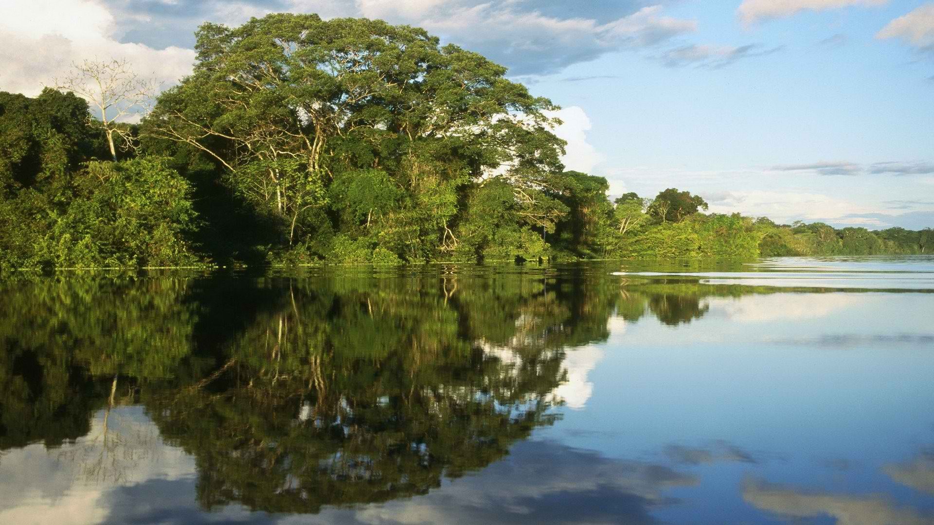 River in tropical forest